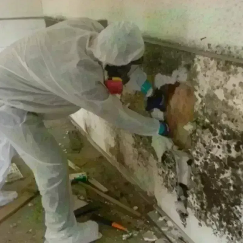 Mold Remediation and Removal in Naguabo Municipio, PR